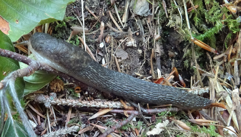 Limacus ?
